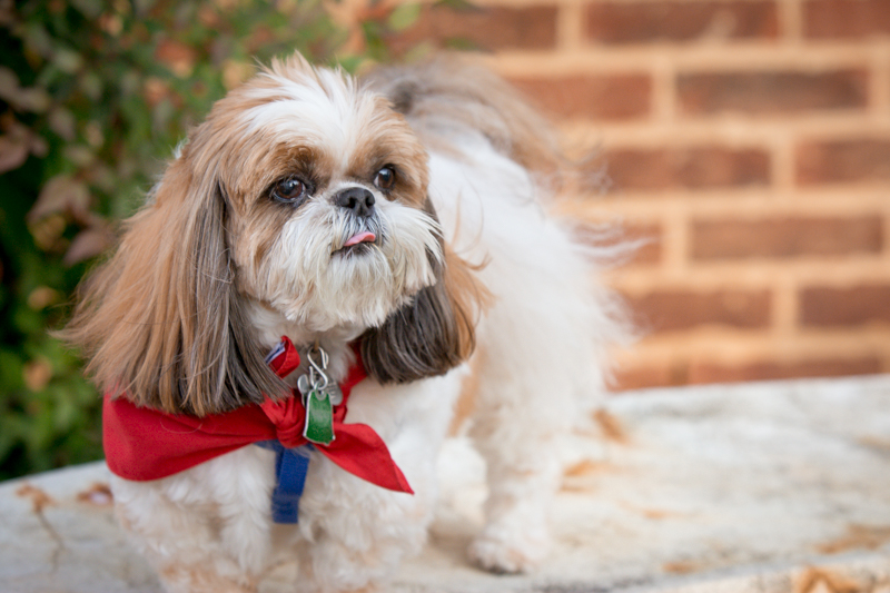 2015-11-16 Gizmo _ Friends-MD-AMB-5